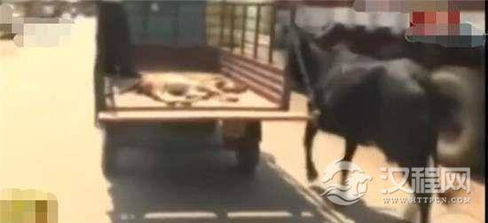 母牛追车护送小牛,母爱是不分种族没有界限的!