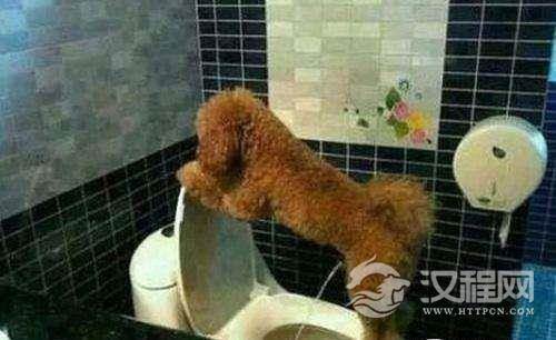 动物也“作妖” 现在不流行猪上树了,难道流行牛上房?