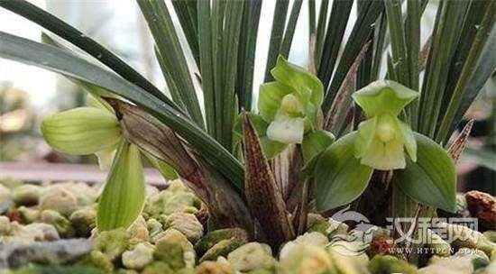 绝品春兰时隔20年再开花，珍贵兰花全球只有一盆