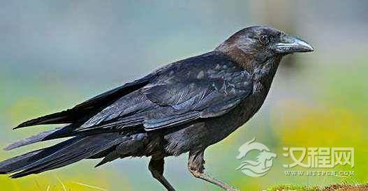 清朝爱新觉罗氏竟这样对待乌鸦!闻者落泪...