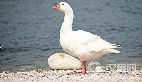 史上最强家禽居然是它?在农村里都是扛把子的存在