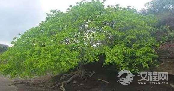 全世界最危险的树:毒番石榴树,全身都是毒,摸都摸不得