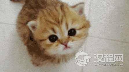 猫为什么会对人“喵喵”叫？竟然是专门针对人发明的语言