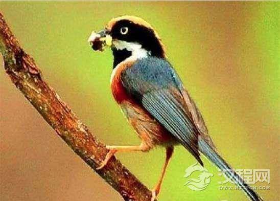 这是世界上最邪恶的动物,专门吃大脑,是恐龙的直系后代