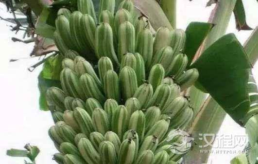 这种香蕉一个竟达4斤重，需要好几个人才能吃完一根
