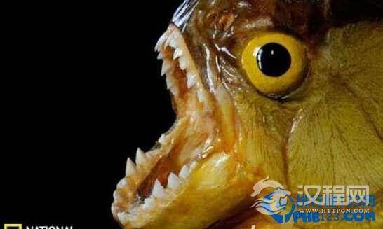 世界上最凶的鱼：南美吃人鱼