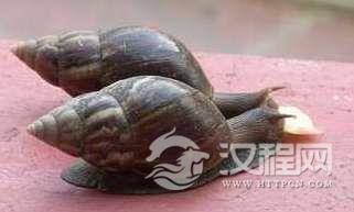 世界上牙齿最多的动物，很常见但没人知道