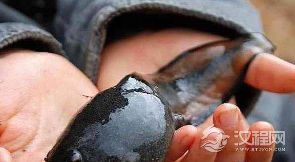 世界上最大的蝌蚪25厘米，变成青蛙反而体型变小