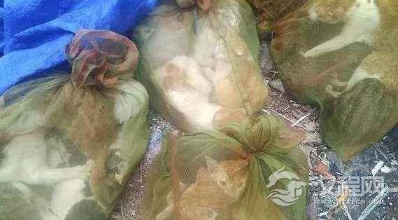 揭秘越南人视猫肉为美味，每个月都要吃一次