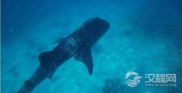 巨无霸，世界上最大的鲨鱼，鲸鲨体长可达20米体重25吨