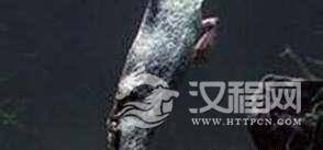 世界上最小的哺乳动物小型鼩鼱，身长仅5厘米