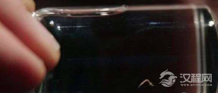 世界上最小的脊椎动物,成年斯托特微型鱼体长仅有7毫米