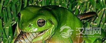 爱吃蛇的青蛙，巴拿马原始丛林食蛇蛙