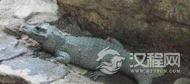 世界上最小的鳄鱼，非洲侏儒鳄，鳄鱼中的迷你品种