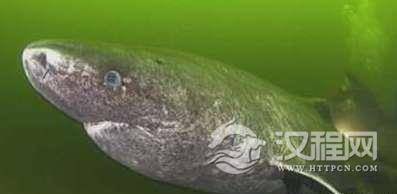 世界上最长寿的鲨鱼，格陵兰睡鲨寿命长达400年