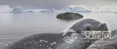 世界上最凶猛的海豹,吃海豹的豹形海豹