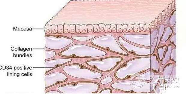 科学家发现人体最大器官，不仅遍布全身而且极为重要