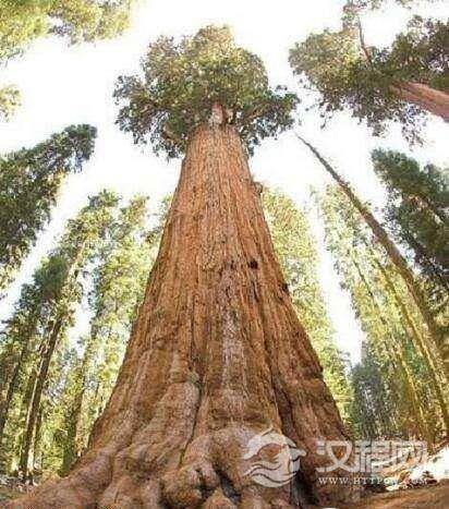 世界上最大的树：雪曼将军树高83.8，周长31米