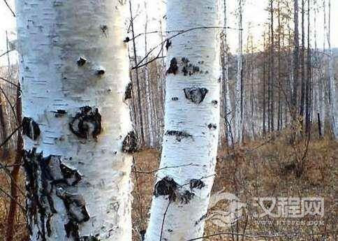 世界上最硬的树木铁桦树，比钢铁还硬