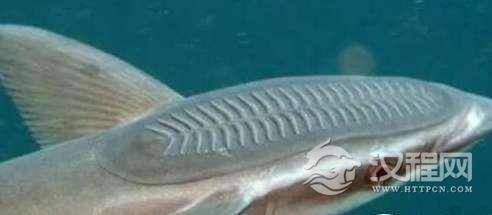 世界上最懒的鱼--吸盘鱼，头长吸盘懒得游泳