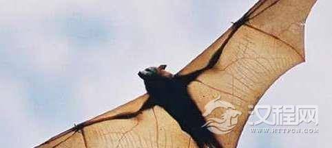 世界上最大的蝙蝠，翼展起八米，喜欢洗澡