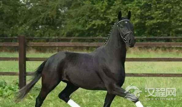 世界上跑的最快的马,纯血马速度能达到19米/秒