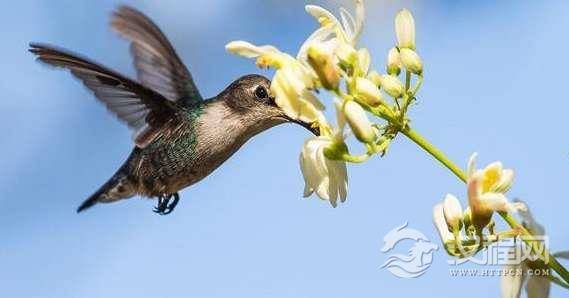 世界上最小的鸟类:体重没有一角钱硬币重