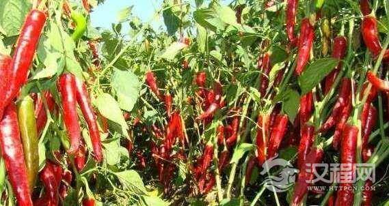 世界上最大辣椒，长达50厘米，又香又甜