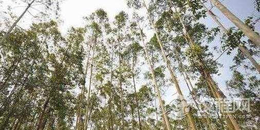 世界上最高的树，高达156米直径10米