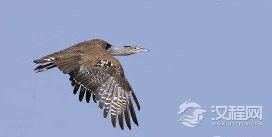 世界上最大的飞鸟,灰颈鹭鸨重达36斤