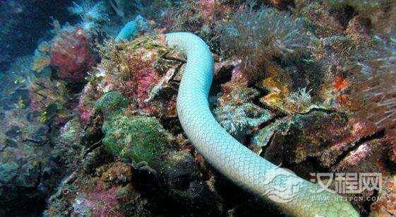 世界上年龄最大的蛇，绿茸线蛇1687岁竟只是幼年