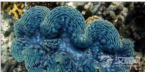 世界上最大的双壳动物,巨蛤长达1.2米重227公斤