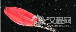 地球上最早的生物:栉水母