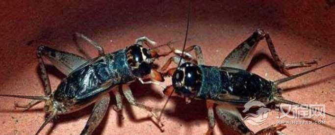 世界上最爱打架的动物，蟋蟀遇上就打的你死我活(斗蛐蛐)