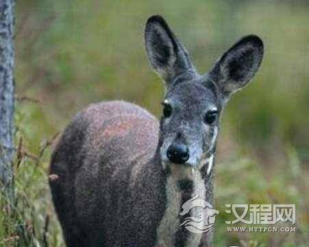 世界上最香的动物,麝能够产生珍惜名贵的中草药麝香