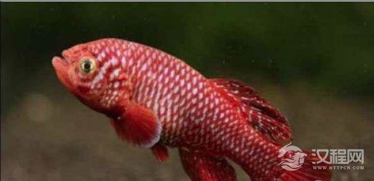 世界上生命最短暂的鱼，佛泽瑞尾鳉鱼仅6个星期生命