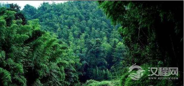 世界上面积最大的竹林，四川蜀南竹海面积高达120平方公里