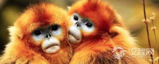 世界上最酷的猴子，金丝猴浑身金灿灿自带主角光环