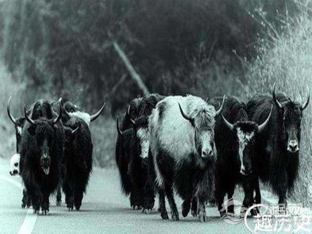 杨六郎最成功一战,竟然一个兵不用,只派出了一群牦牛?