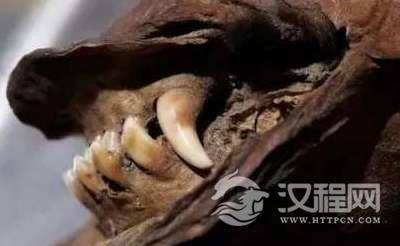 俄罗斯发现16000岁的狗，唯一被发现的史前狗