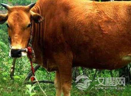 慈禧逃跑的时候，给她拉车的黄牛受到什么样的待遇？