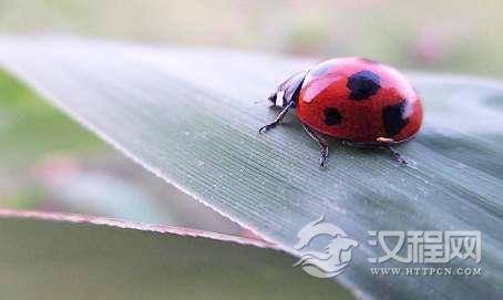 昆虫体内重要的内分泌器官是什么,都哪些器官