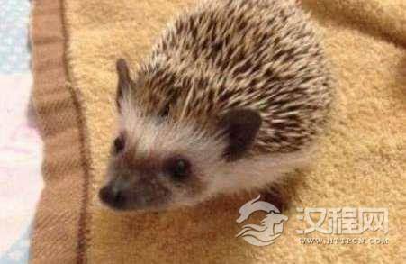 捡到刺猬有什么寓意？家里有刺猬说明什么？