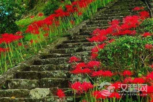 彼岸花为什么不能养？彼岸花身世什么花？