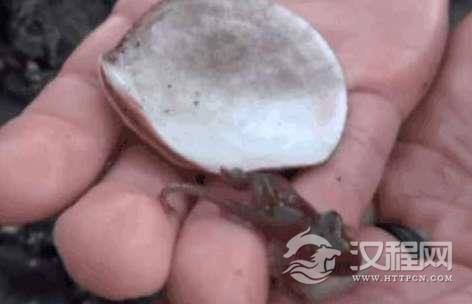 盘点10个有趣的冷知识，鲸鱼血管粗到能让小孩游泳