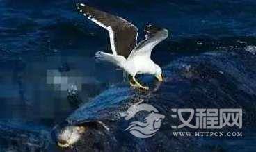 海鸥从不是一个善类,99%的鲸鱼都被海鸥攻击过