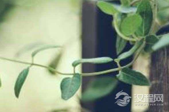 释法泰是什么人？隋朝僧人释法泰生平简介