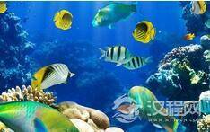 海底神秘声音究竟是什么:还能把鲸鱼吓跑