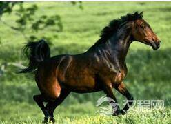 汗血宝马的起源：历史上的汗血宝马存在过吗
