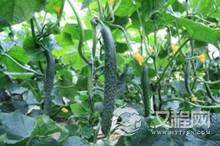 唐代黄瓜曾是贡品 诗人陆游曾为黄瓜写了好多诗